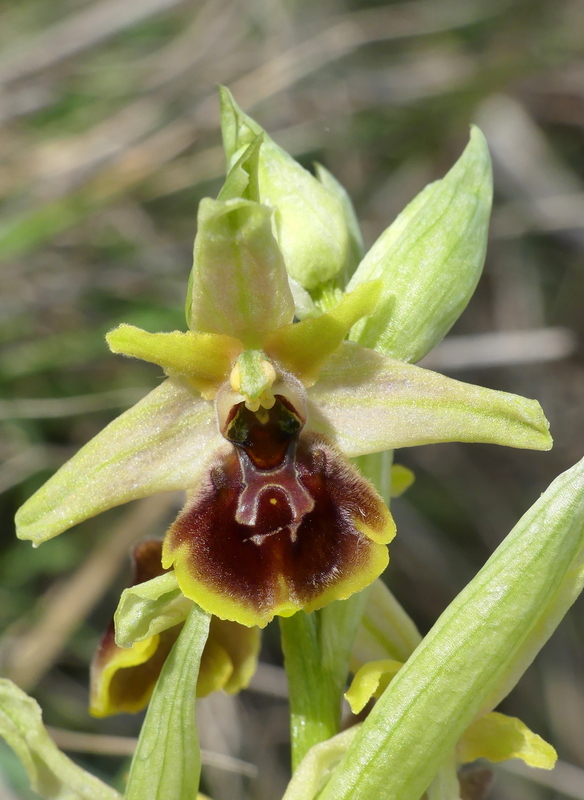 Ophrys exaltata subsp. archipelagi in Abruzzo marzo e aprile 2019